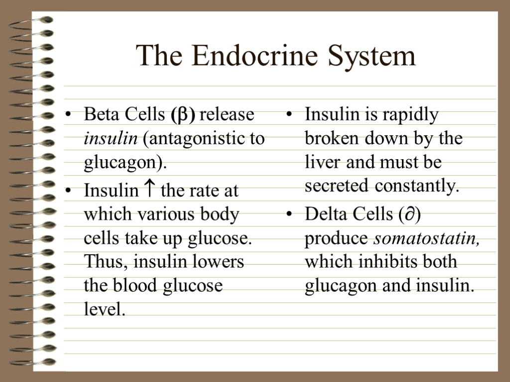 The Endocrine System Beta Cells () release insulin (antagonistic to glucagon). Insulin  the